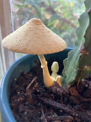 Leucocoprinus