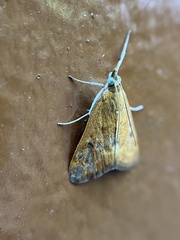 Crambidae