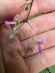 Desmodium