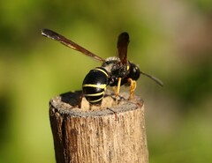 Gymnomerus laevipes