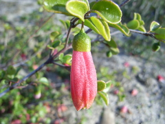 Correa pulchella