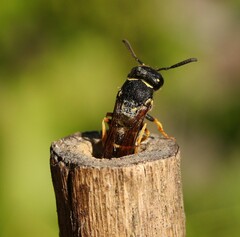 Gymnomerus laevipes