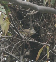 Acanthiza chrysorrhoa