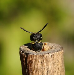 Gymnomerus laevipes