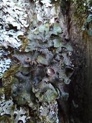 Pleurosticta acetabulum