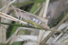 Gomphocerippus rufus