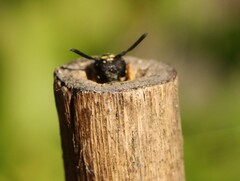 Gymnomerus laevipes