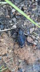 Carabus hortensis