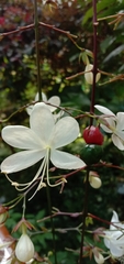 Clerodendrum laevifolium