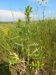 Cirsium serrulatum