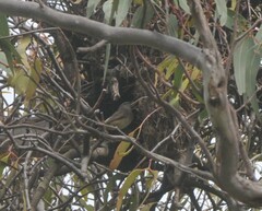 Acanthiza chrysorrhoa