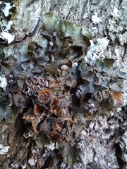 Pleurosticta acetabulum