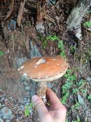 Leccinum versipelle