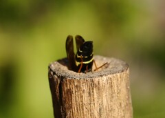 Gymnomerus laevipes