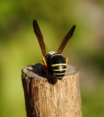 Gymnomerus laevipes