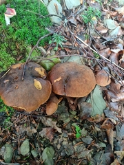 Neoboletus luridiformis