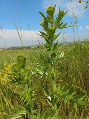 Cirsium serrulatum