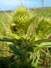 Cirsium serrulatum