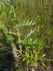 Cirsium serrulatum