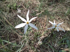 Narcissus