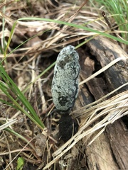 Xylaria longipes