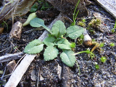 Pterostylis dolichochila
