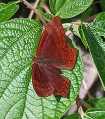 Abisara echerius