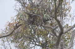 Acanthiza chrysorrhoa