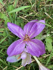 Colchicum bivonae