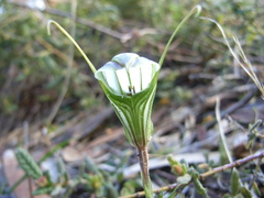 Pterostylis dolichochila