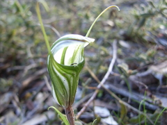 Pterostylis dolichochila