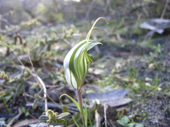 Pterostylis dolichochila