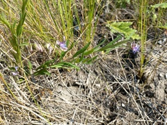 Polygala sibirica