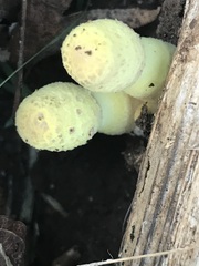 Leucocoprinus