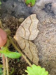 Lambdina fiscellaria