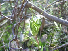 Pterostylis dolichochila