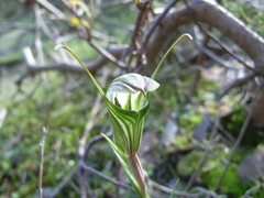 Pterostylis dolichochila