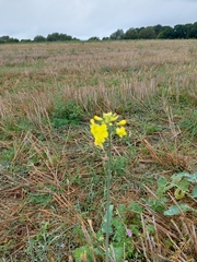 Brassica napus
