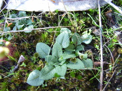 Pterostylis dolichochila