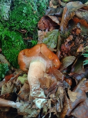 Amethystini