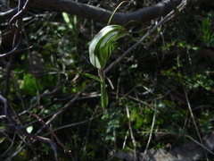 Pterostylis dolichochila