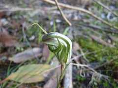 Pterostylis dolichochila
