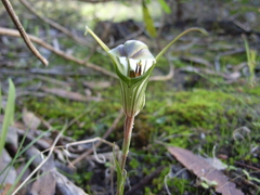 Pterostylis dolichochila