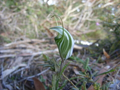 Pterostylis dolichochila