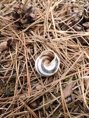 Caucasotachea vindobonensis