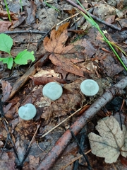 Clitocybe odora