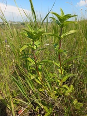 Gentiana cruciata