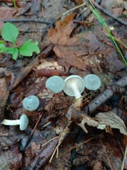 Clitocybe odora