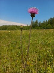 Cirsium canum