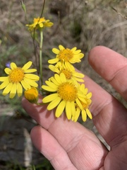 Senecio brigalowensis